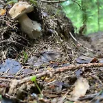 Sadiba Rozchil 3* Jablunicja