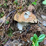 Sadiba Rozchil Vendégház Jablunicja