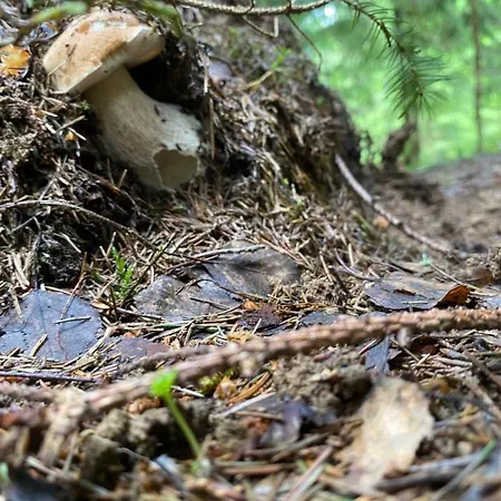 Sadiba Rozchil 3* Yablunytsya