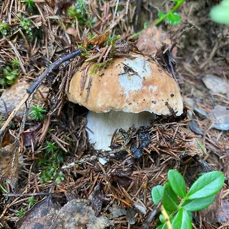 Sadiba Rozchil Konukevi Yablunytsia